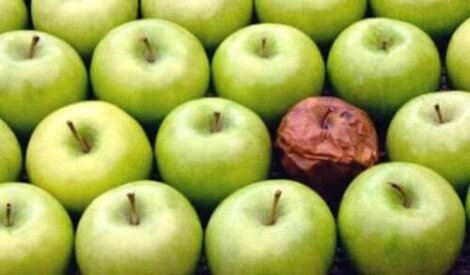 Die Fauler-Apfel-Theorie am Arbeitsplatz