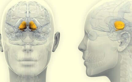 Die Substantia nigra ist an die Lernprozesse gebunden, da sie die Reaktion des Gehirns auf Reize vermittelt. Ihre Funktion ist es, das Lernen dank der verstärkenden Wirkung von Dopamin zu erleichtern.