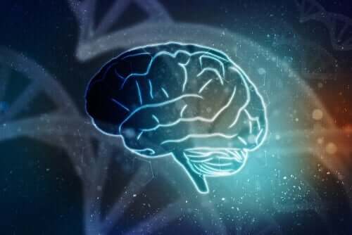 Anatomie des Enzephalons - Gehirn