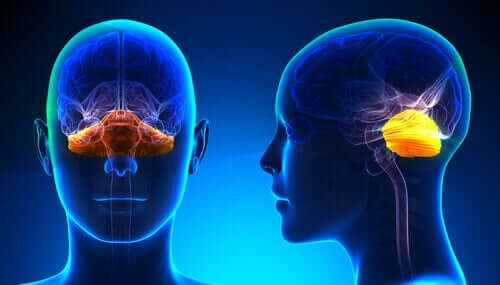 Anatomie des Enzephalons - Gehirn von vorne und der Seite