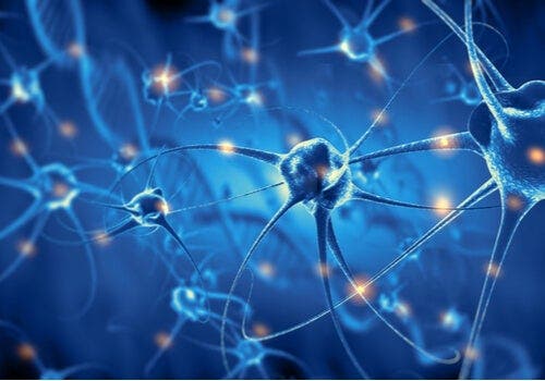 Neuronales Wachstum im Gehirn beim Sport
