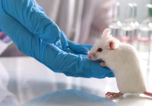 Tierversuche, eine fortwährende Kontroverse