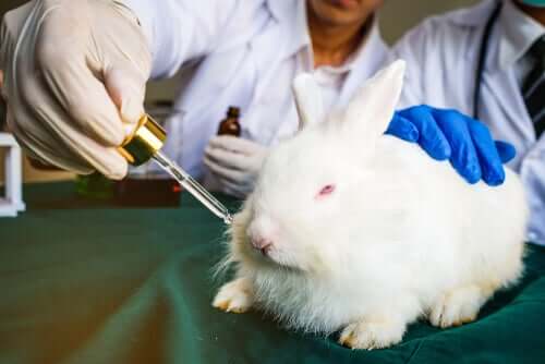 Tierversuche - Kaninchen