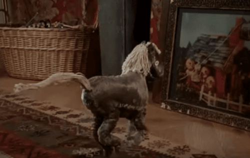 Science of Sleep - ein kleines Pferd