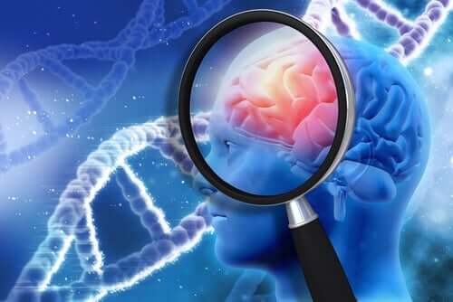 neuropsychologische Rehabilitation - Gehirn unter der Lupe