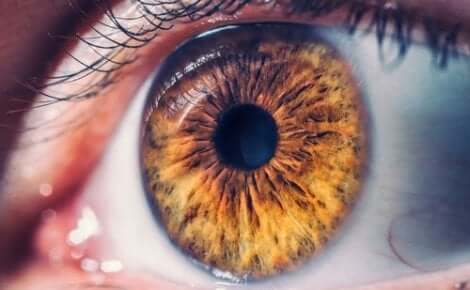 fotografisches Gedächtnis - Nahaufnahme eines braunen Auges