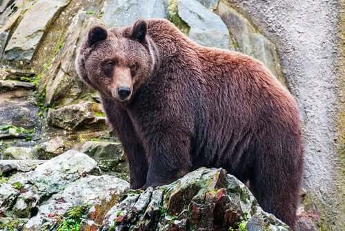 Mythos von Atlante - Braunbär