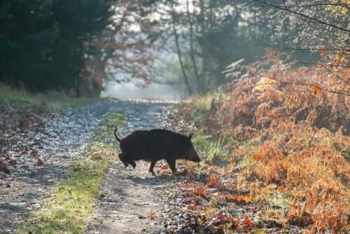 Mythos von Atlante - Wildschwein