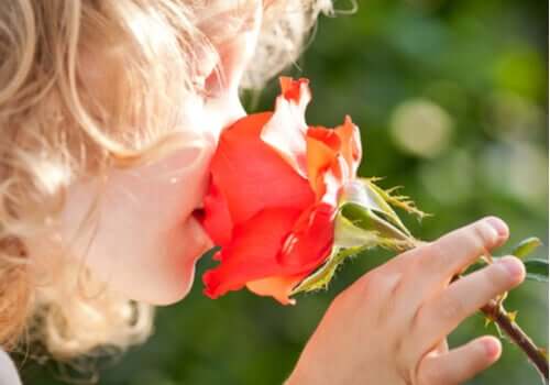 Die Psychologie des Geruchs - Kind riecht an einer Rose