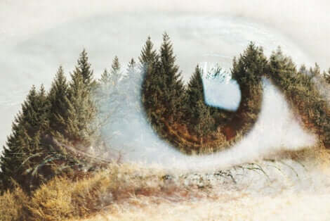 Magie der Poesie - Auge in einer Pinienlandschaft