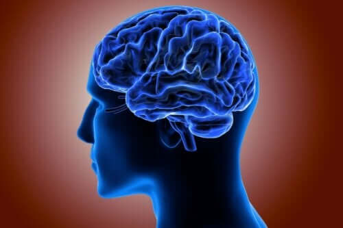 Pachygyrie - blaues Gehirn
