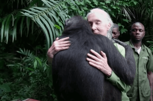 Jane Goodall und wie sie zu einer weltweit anerkannten Expertin und Aktivistin wurde