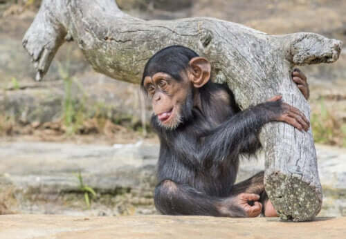 Washoe-Projekt - kleiner Schimpanse