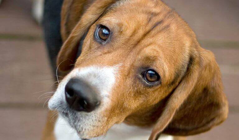 Inakzeptable Trauer - Hund