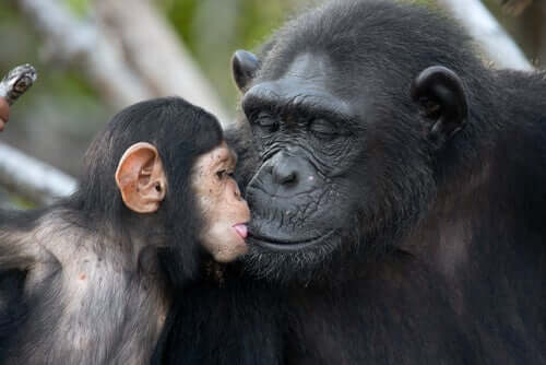 Jane Goodall - Schimpanse mit Baby