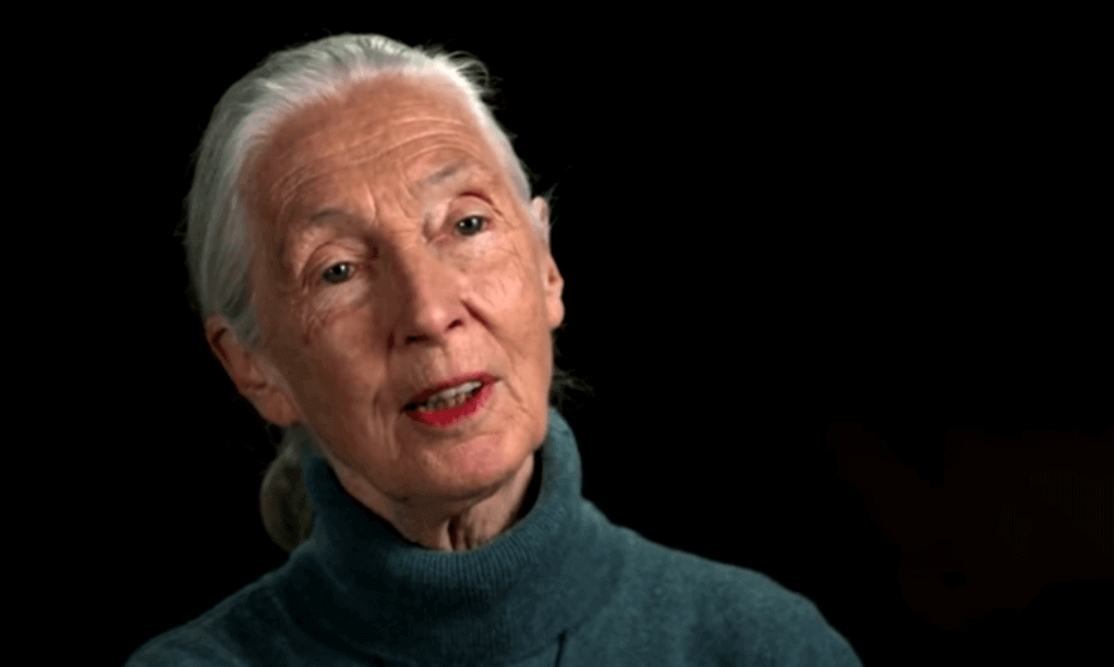Jane Goodall - Foto