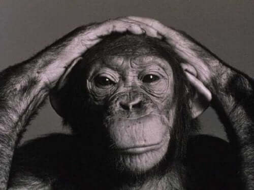 Das Gehirn - Schimpanse