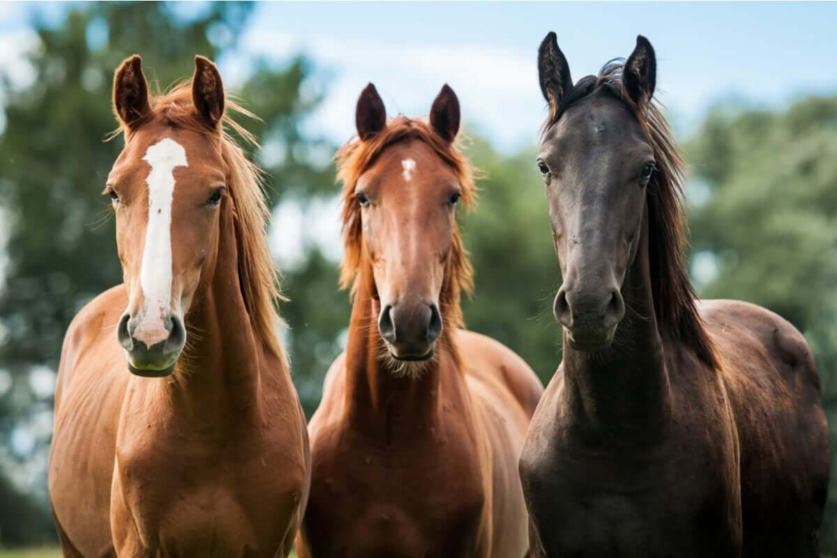 eine Gruppe von Pferden