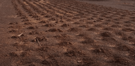 Yacouba Sawadogo - Feld