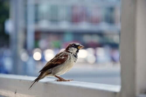 Ein Vogel auf einer Fensterbank: Überwinde deine Ornithophobie!