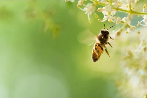 Apiphobie - Symptome, Ursachen und Wirkung.