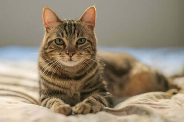 Ailurophobie - Katze Frontalaufnahme