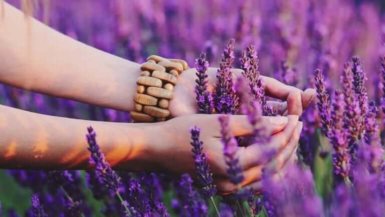 Mit dem Herzen wahrnehmen - Lavendel