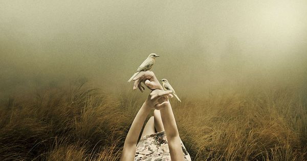 Mit dem Herzen wahrnehmen - Vögel sitzen auf der Hand einer Frau