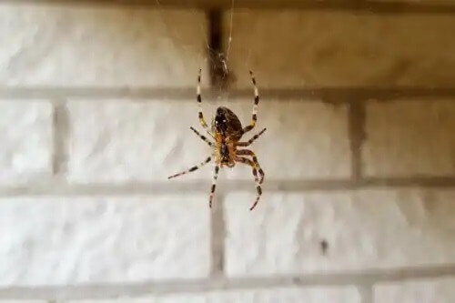 Arachnophobie - die Angst vor Spinnen