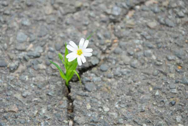 Orangen-Metapher - Blume wächst aus einem Stein