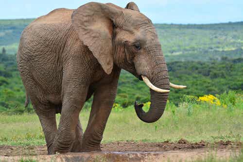 Die blinden Männer und der Elefant: Die Meinung anderer respektieren