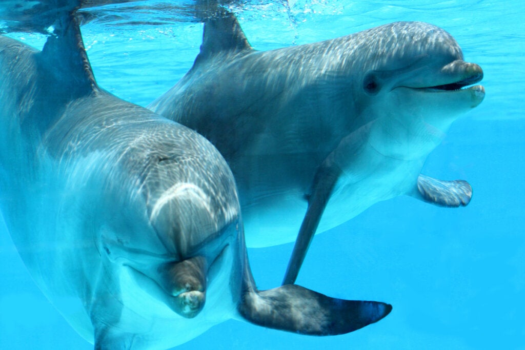Tierische Intelligenz: Diese 15 Tiere sind besonders schlau!