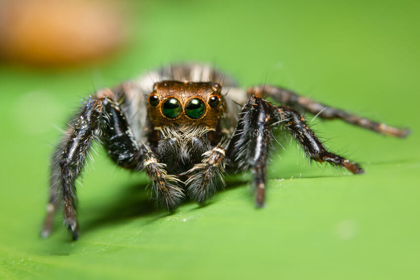 Phobien - Angst vor Spinnen