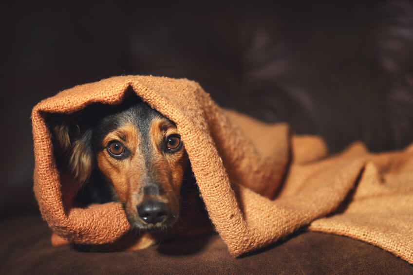 Phobien - Angst vor Hunden