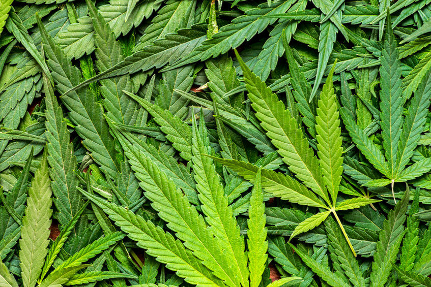 CBD in Hanfpflanze