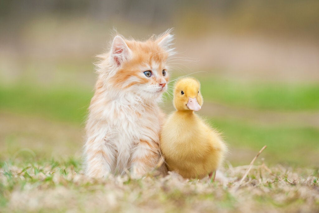 Tierische Freundschaft zwischen verschiedenen Arten