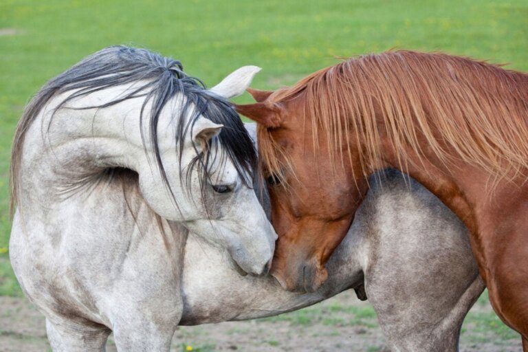 Sind Pferde in der Lage, Einfühlungsvermögen zu zeigen?