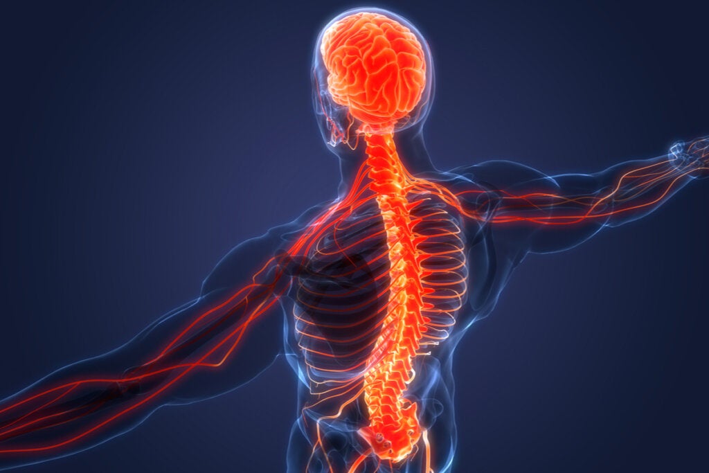 Nervensystem und Polyvagal-Theorie