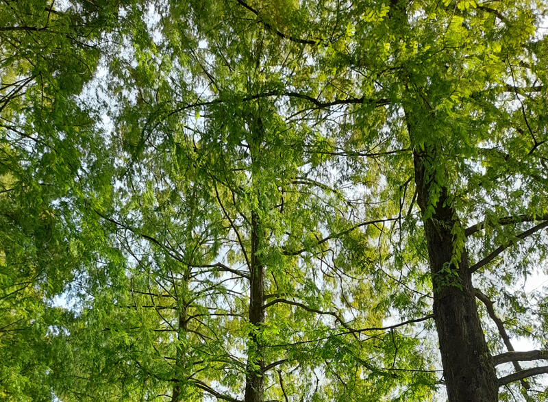 Wunschperlen im Wald finden