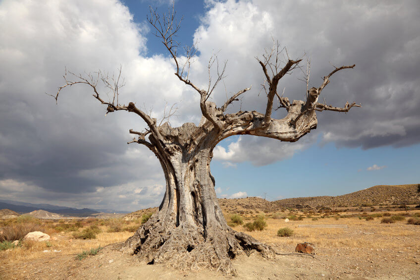 Baum als Symbol für Suizid und Tod