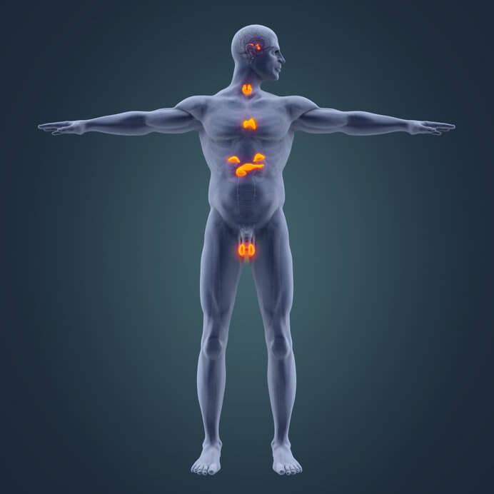 das endokrine System