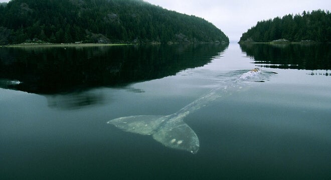 Der traurigste Wal der Welt und seine Geschichte