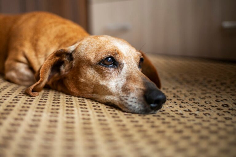 Studie beweist, was wir bereits wissen: Auch Hunde trauern nach einem Todesfall