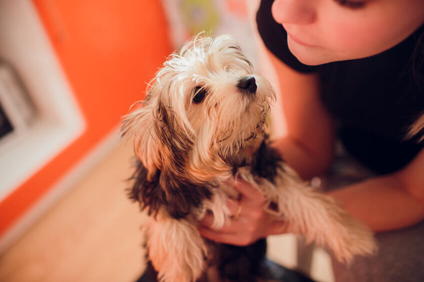 Doch wie wirkt sich dein Stress auf deinen Hund aus?