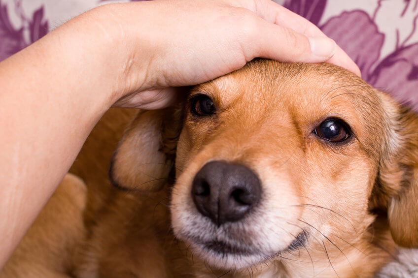 Doch wie wirkt sich dein Stress auf deinen Hund aus?