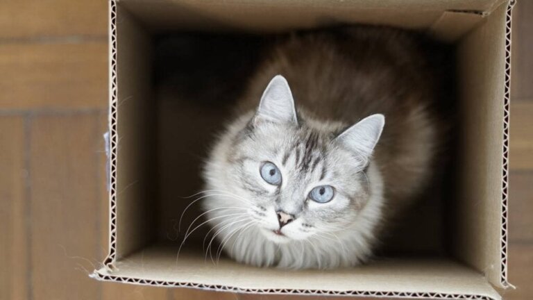 Tierethologie: Warum lieben Katzen kleine Räume?