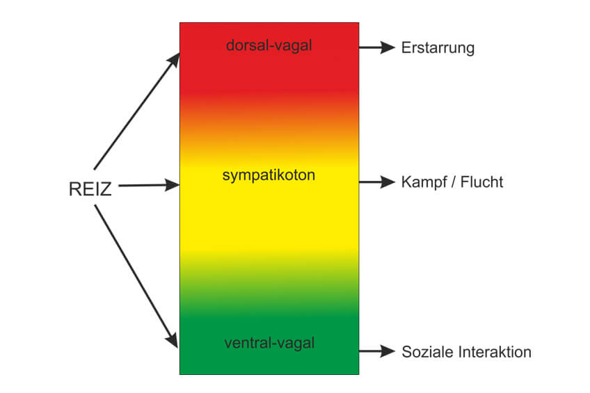 Der autonome Zustand beeinflusst unsere Wahrnehmung und unser Verhalten.