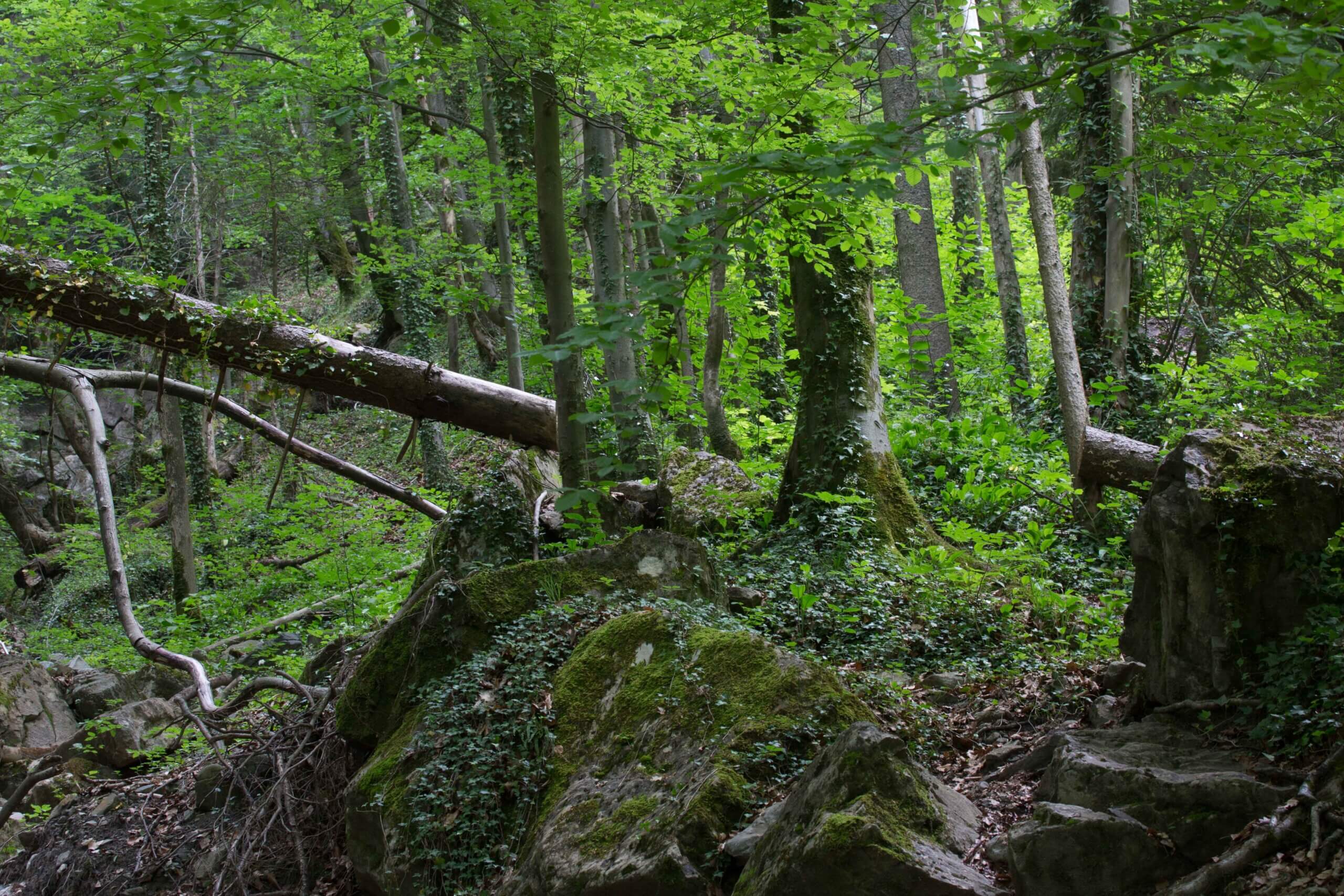 Ruhe im Wald