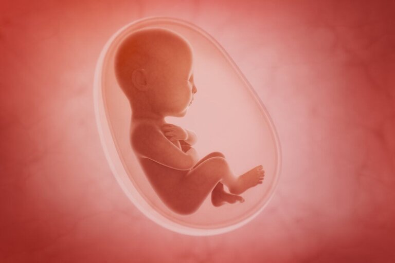 Die Entwicklung der Sinnesorgane eines Babys im Mutterleib