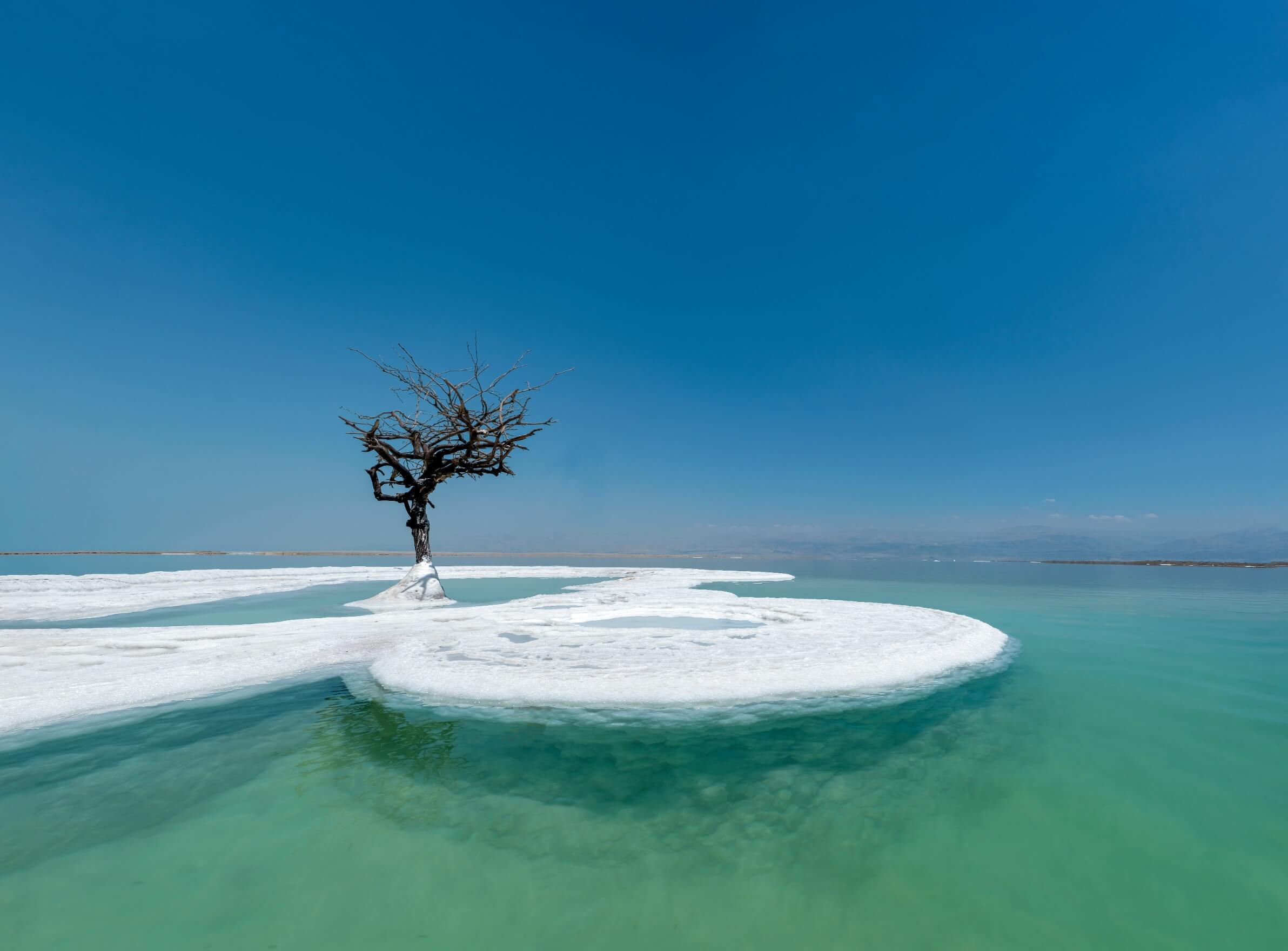 Adoptiert = adaptiert? Einsamer Baum symbolisiert Einzelkämpferin